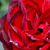 Bordová - Záhonová ruža - floribunda - A pesti srácok emléke